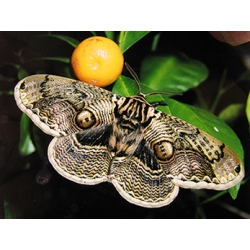 Japanese Owl Moth Brahmaea japonica 4 pupae Japanese Owl Moth Brahmaea japonica 4 pupae